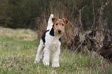 FOX TERRIER 579